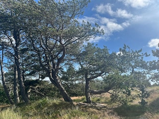 Vakantiehuis Rømø  15