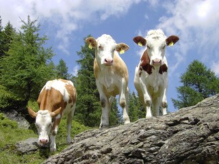 Casa per le vacanze Hüttschlag Ambiente 19