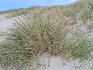 Ferienhaus Rødhus  33