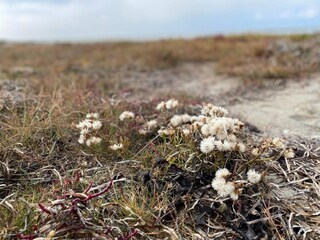 Ferienhaus Læsø  40