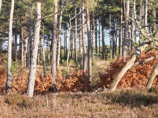 Holiday house Oksbøl  3
