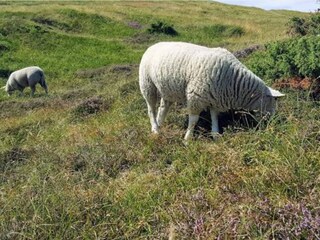 Casa de vacaciones Vejby Strand  7