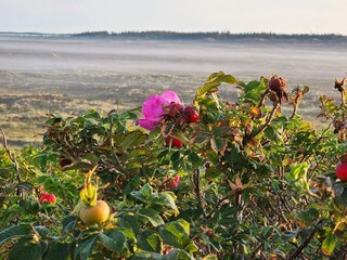 Casa per le vacanze Henne Strand  14