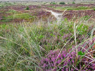 Ferienhaus Henne Strand  33