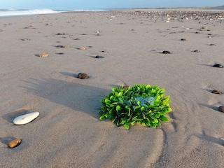 Ferienhaus Thorup Strand  28