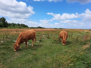 Casa per le vacanze Ørslevkloster  35