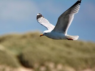 Maison de vacances Bork Havn  30