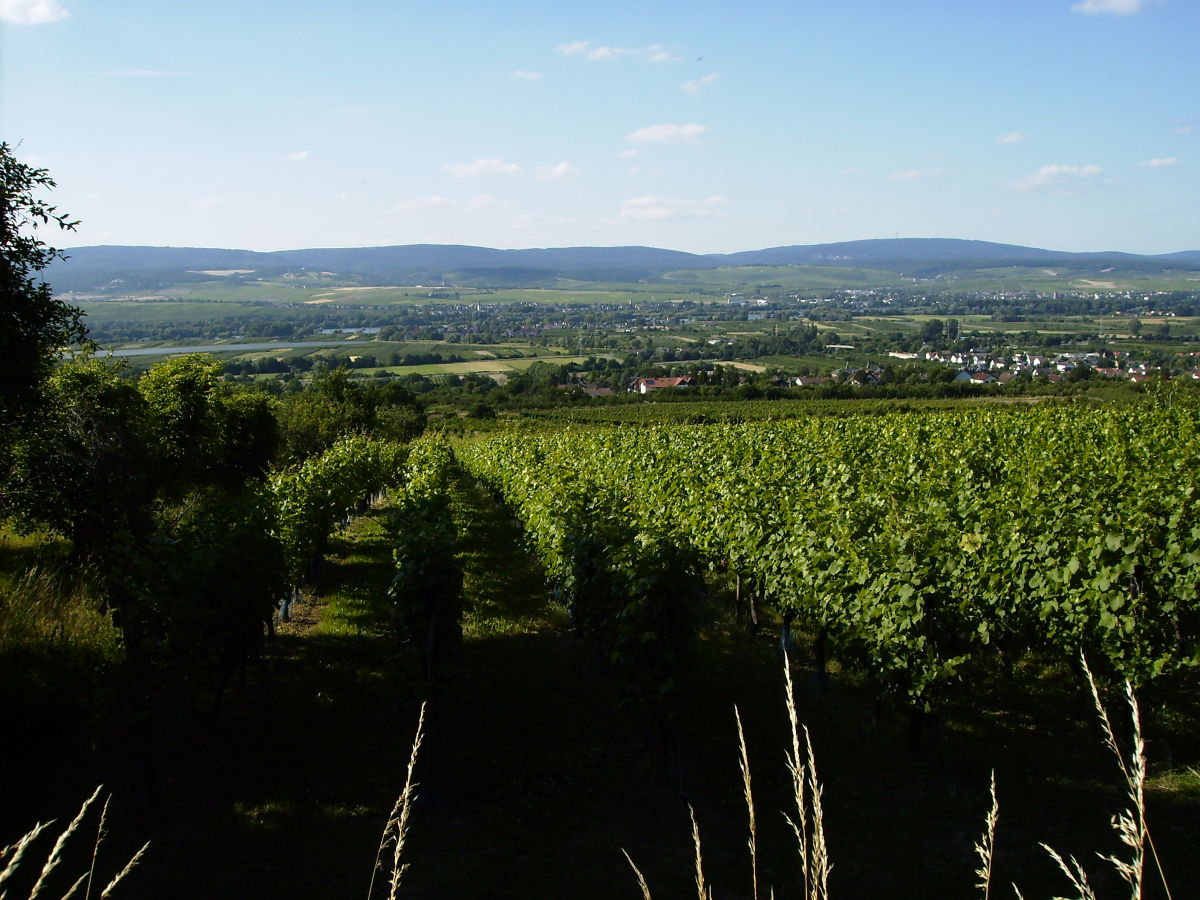 Blick zur anderen Rheinseite in den Rheingau.