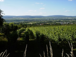 Blick zur anderen Rheinseite in den Rheingau.