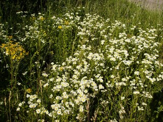 Pflücken Sie gerne Wiesenblumen?