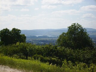 Blick vom Weinberg ins Rheintal.