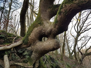 Maison de vacances Tranum Strand  14