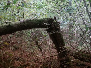 Ferienhaus Tranum Strand  32