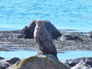 Vakantiehuis Torsken  22