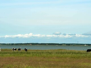 Vakantiehuis Blåvand  8