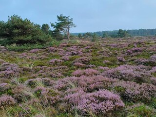 Holiday house Toftum  25