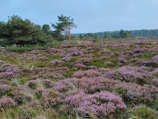 Ferienhaus Toftum  36