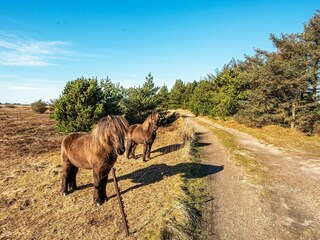 Vakantiehuis Harboøre  24