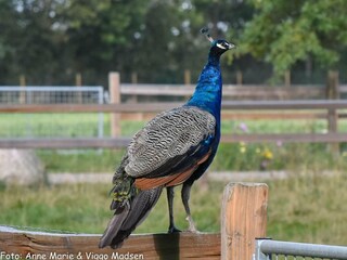 Maison de vacances Ansager  20