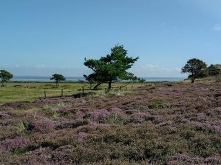 Casa per le vacanze Fanø  8