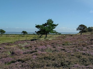 Ferienhaus Fanø  8