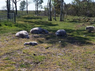 Maison de vacances Als  11