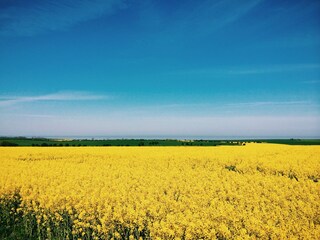 Rapsblüte