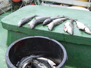 Maison de vacances Dalsfjord  22