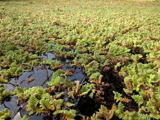 Ferienhaus Helligsø  20