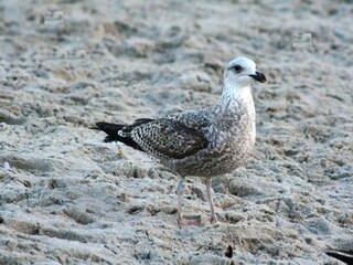 Seagull close to the mooring