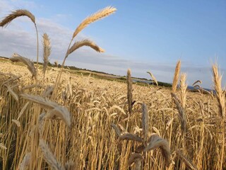 Vakantiehuis Trend  33