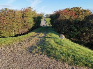 Casa per le vacanze Rødby  11