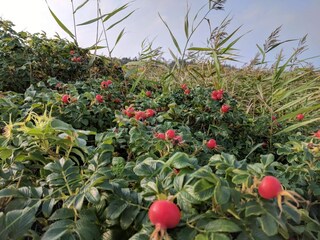 Ferienhaus Helligsø  16