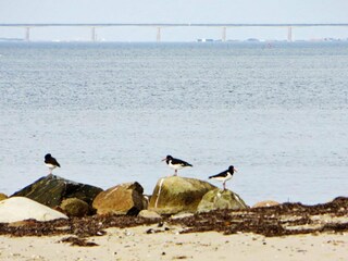 Vakantiehuis Knud Strand  12