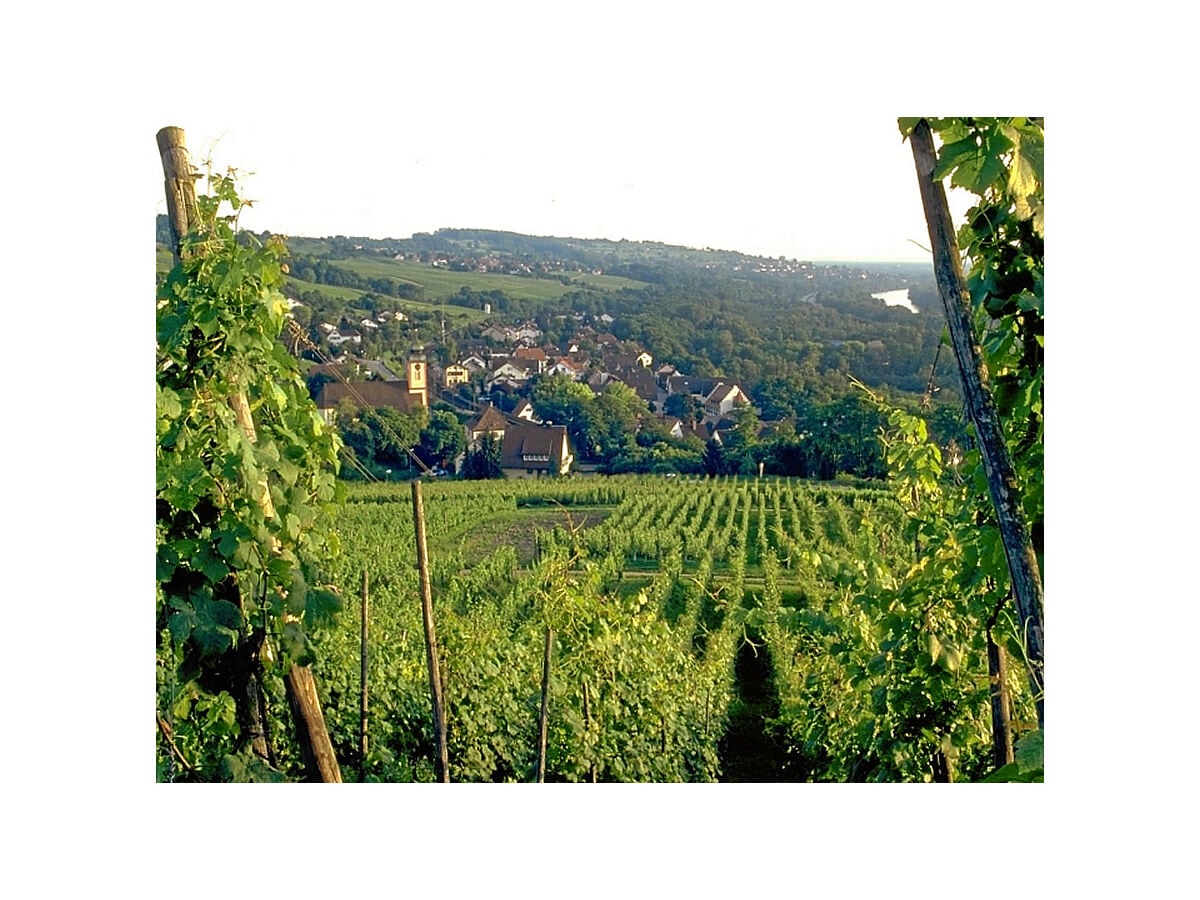 Weinberge