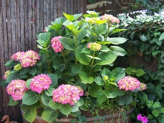 Apartment Bad Bellingen Outdoor Recording 1