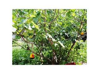 Feigenbaum im Garten