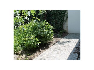 Ferienwohnung Gols Außenaufnahme 6