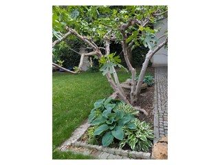 Garten mit Feigenbaum