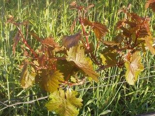 Weinrebe im Austrieb