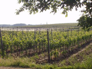 Blick über die Weingärten nach Gols