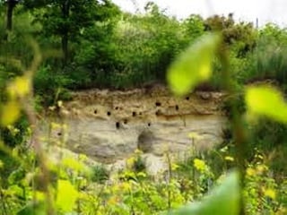 Nistplätze Bienenfresser