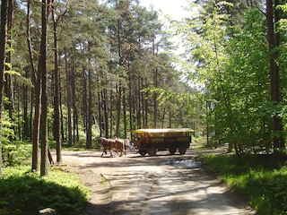 Kremserfahrt/Darßer Ort