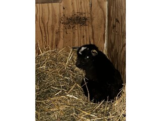 Zwergziege Blacky geboren am 14.November 2024