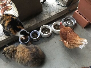 Holiday apartment Oberägeri Environment 24