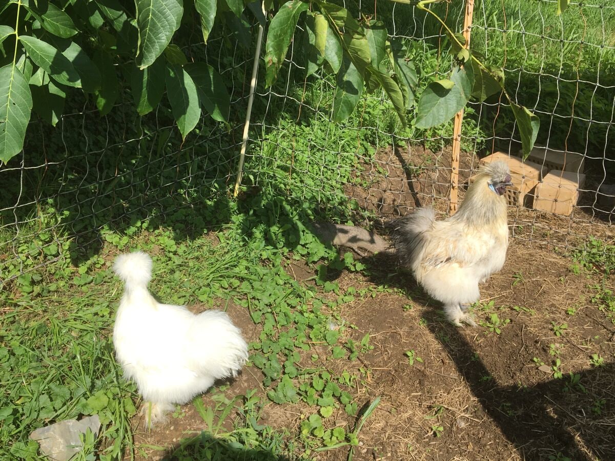 Unser Seidenhuhn mit ihrem "Chef"