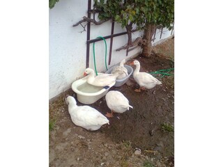 Appartamento per vacanze Mittersill Registrazione all'aperto 4