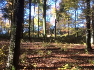 Pfälzer Wald pur