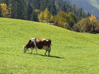 Chalet Zell am Ziller Registrazione all'aperto 3