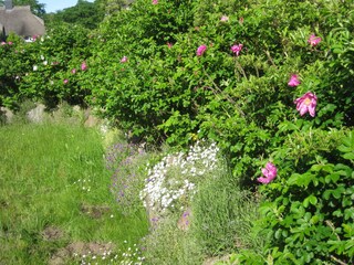 Mauer mit Heckenrosen